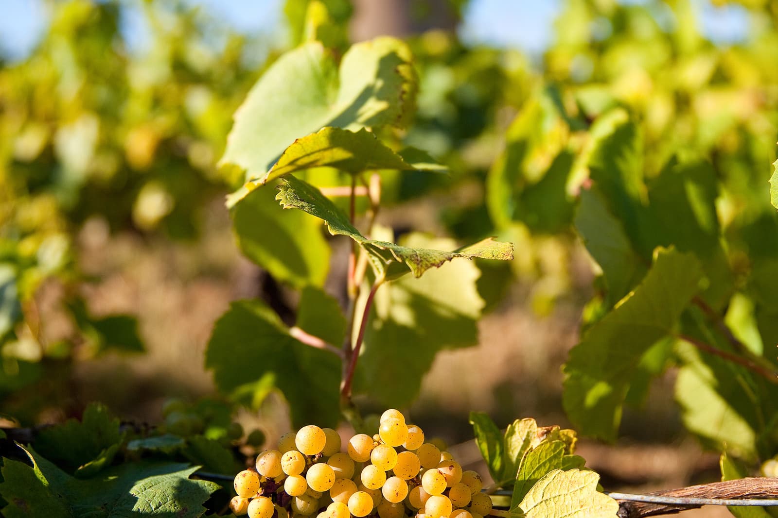 Sur les terres du Muscadet